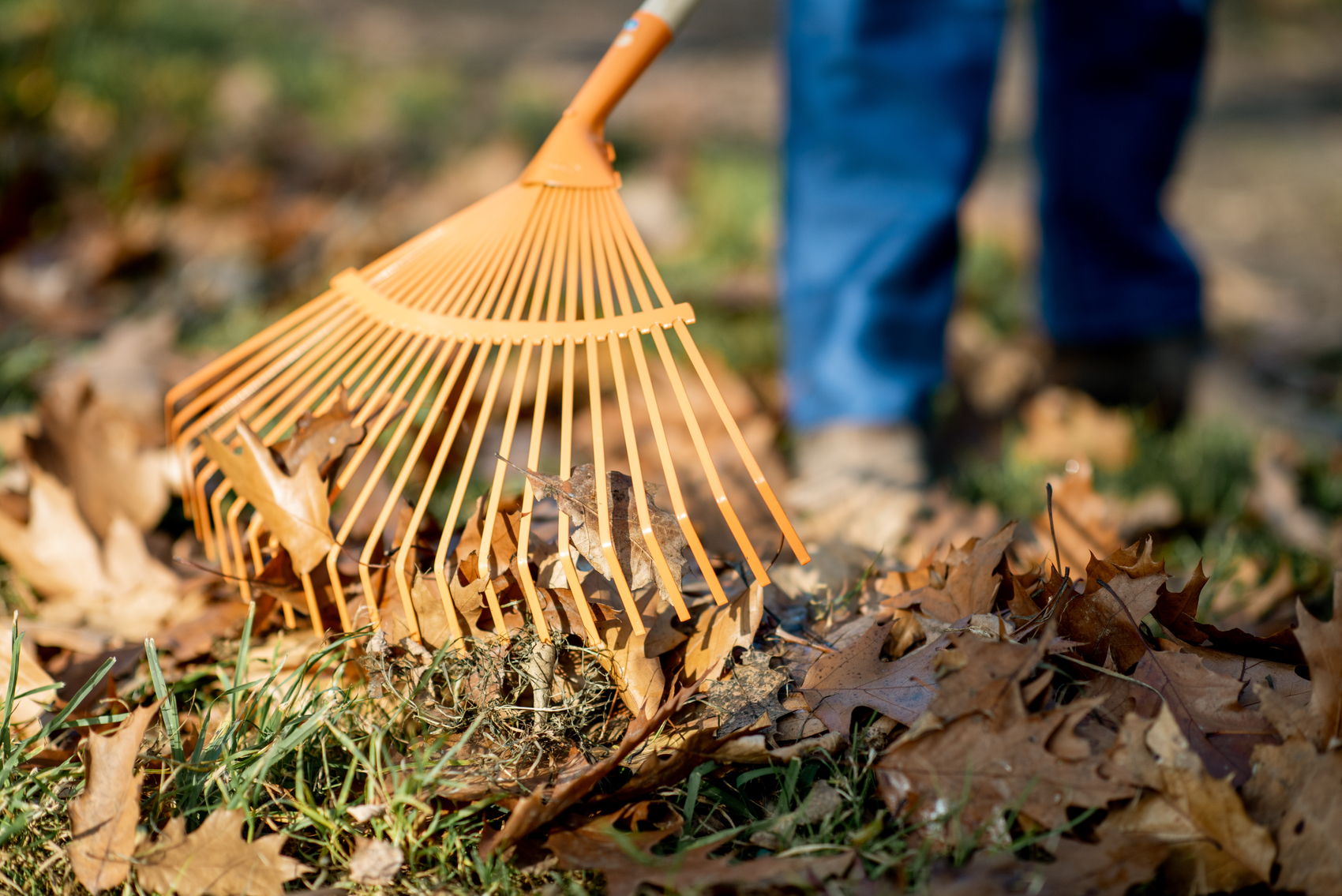 Fall & Spring Cleanup, GTA