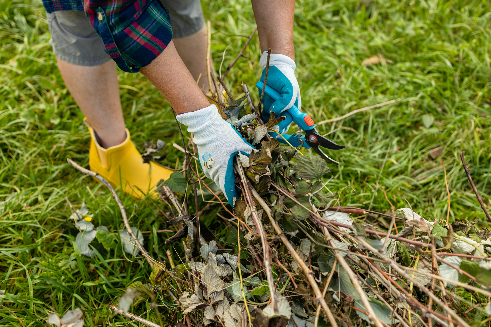 Fall & Spring Cleanup, GTA